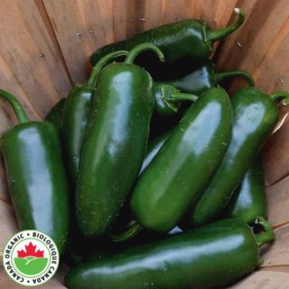 Early Jalapeno Organic Pepper Thumbnail